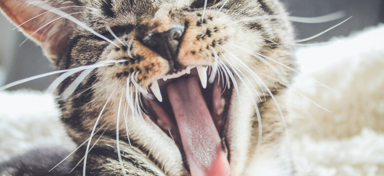 The Importance of a Cat Dental Chart