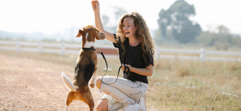 10 Easiest and Effective Tricks to Teach Your Dog Today 