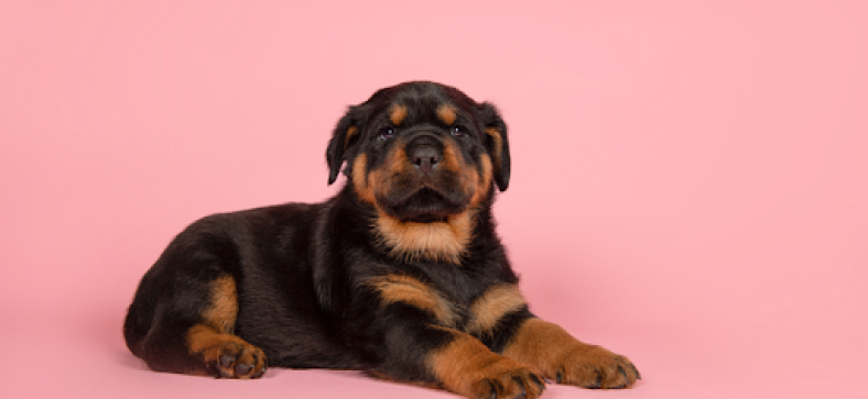 How Much Does a Rottweiler Really Cost