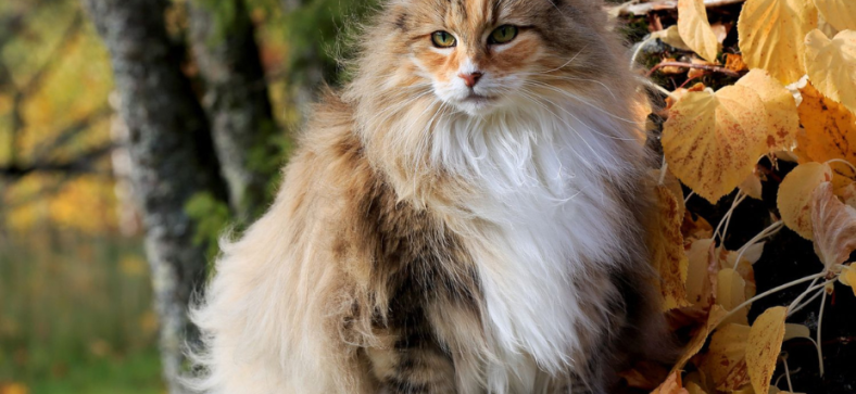 Do Norwegian Forest Cats Like Water