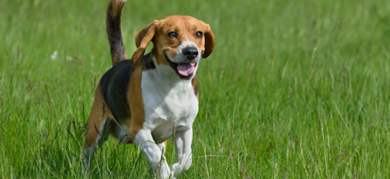 Top Dog Breeds with the Fewer Health Issues