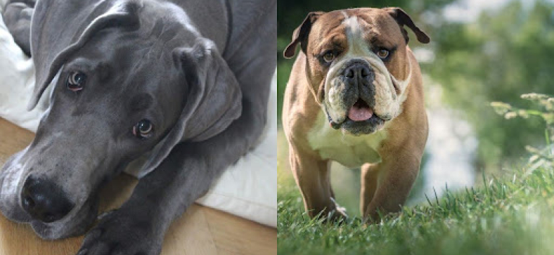 great_dane_vs_bulldog.jpg