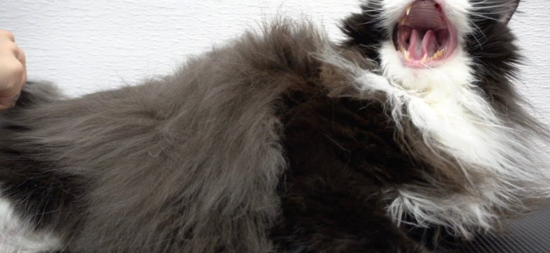 how to groom Norwegian forest cat