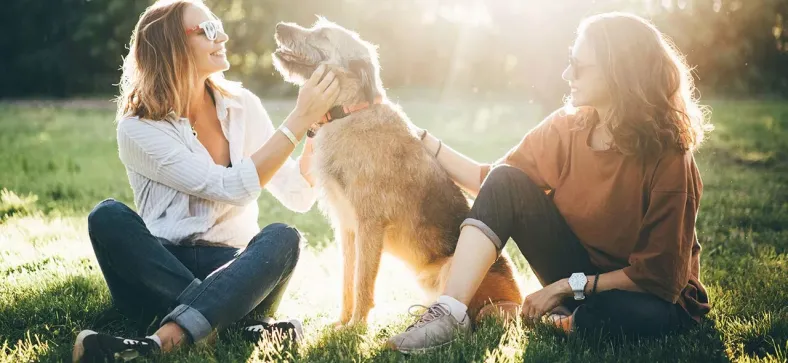 Teach your dog to be calm in the presence of you and other people.