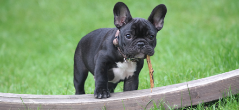 The 10 Most Expensive Dog Breeds to Buy 