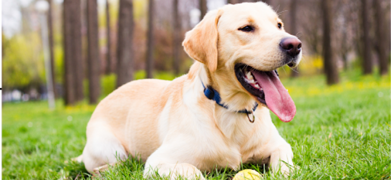 12 Challenges of Owning a Labrador Retriever 