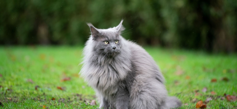 What is the biggest cat breed?