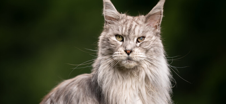What diseases are Maine coon cats prone to?