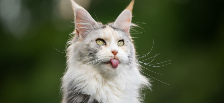 What is the temperament of a Maine Coon Cat? 