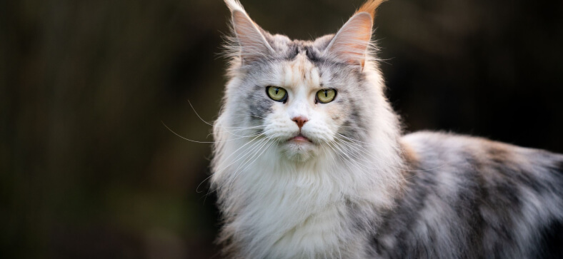 Do Maine coon cats have an “M” on their forehead?