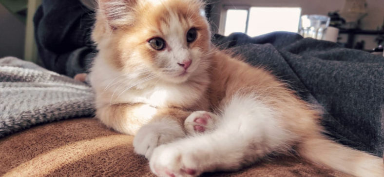 Norwegian Forest Cat Ragdoll Mix