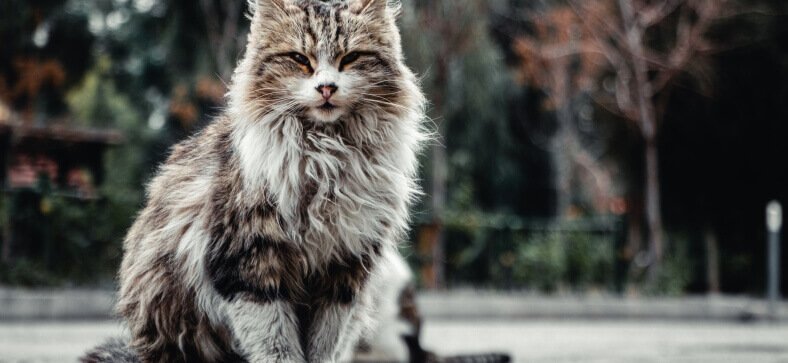 Do Maine Coon Cats Like Water Petzooie