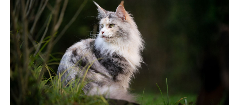 Are Maine Coon Cats Legal in California?