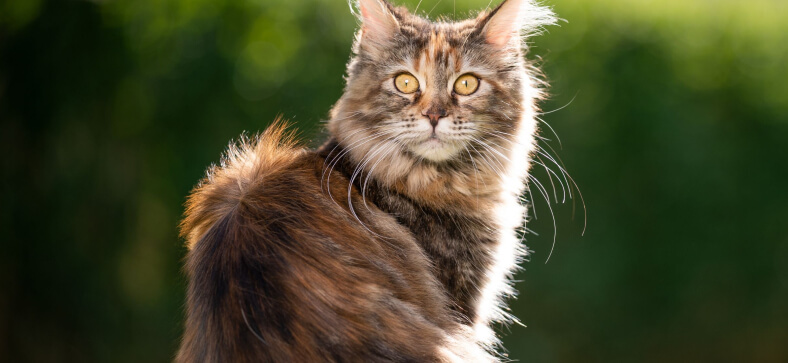 Where Do Maine Coons Come From?