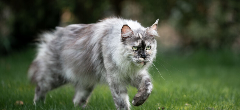 Are Maine Coons Good Pets? 