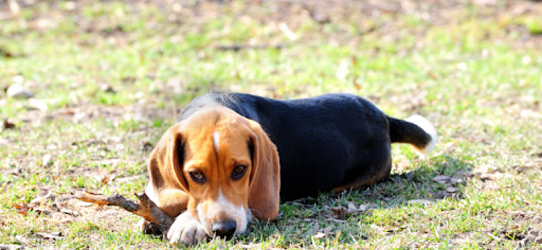 Dog Chewing Paws Excessively