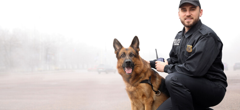 How to Train my German Shepherd like a Police Dog?