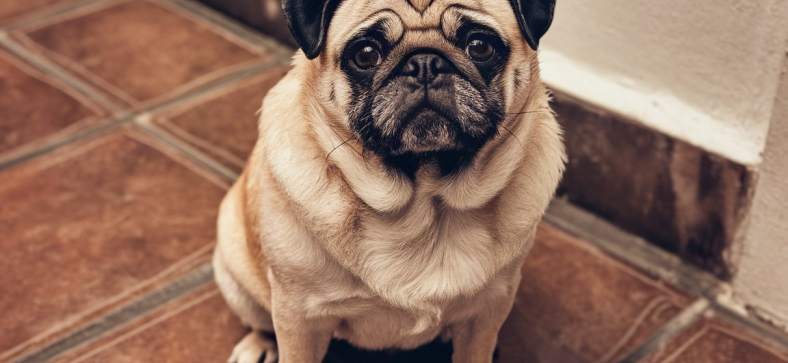 How Much Does a Purebred Pug Cost in the USA?