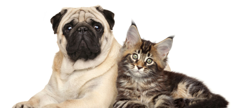 Are Pugs Good With Cats