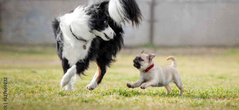 Pug vs Border Collie: A Comprehensive Guide to Choosing Your Perfect Pet