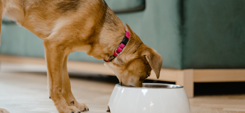 Choosing the Right Food for Your Labrador