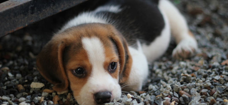 7 Subtle Signs Your Dog May Have Heart Problems