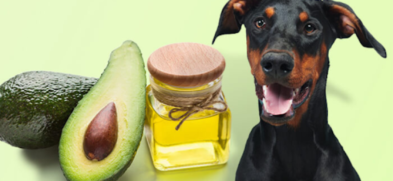 Can Dogs Eat Avocado Oil? 