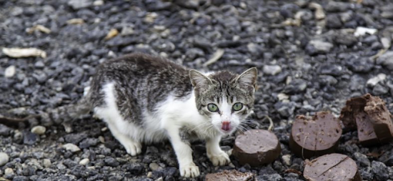 Can Cats Eat Chocolate