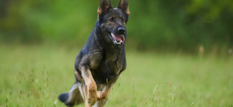 Top Dog Breeds That Are Similar to the German Shepherd 