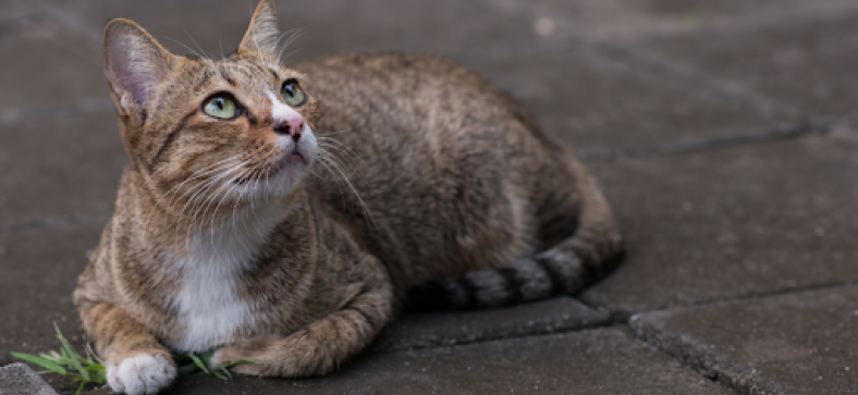 8 Natural Ways to Get Rid of Stray Cats 