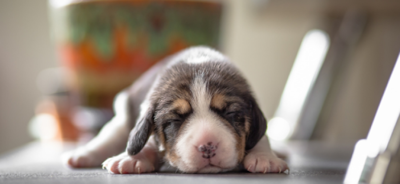 Top 5 Essential Lessons for Every New Puppy