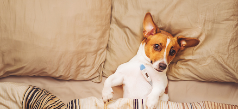 10 Signs Your Dog Is Fighting an Infection 