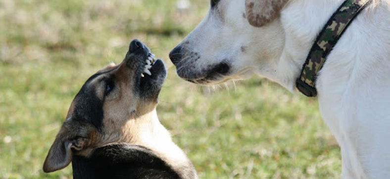 How to Stop a Labrador Puppy's Aggressive Behavior