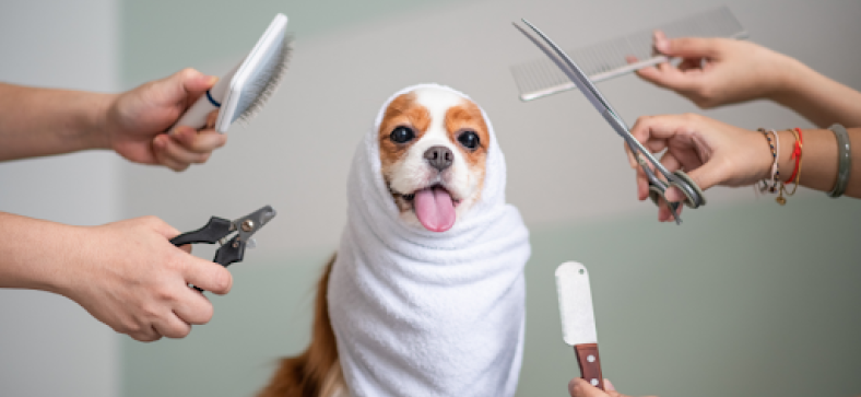 Effective Tips for Grooming an Aggressive Dog: