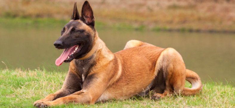 Pros And Cons Of Living With A Belgian Malinois 