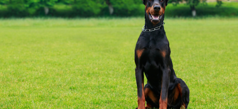 Doberman Pros and Cons