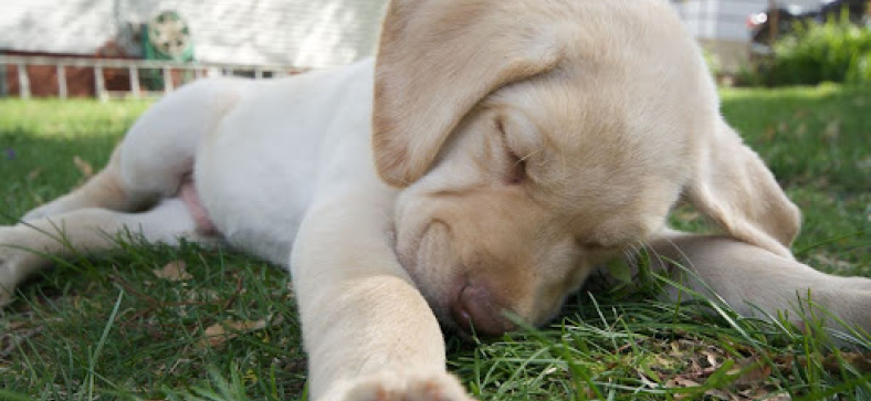 How Much Sleep Does My 4-Month-Old Lab Puppy Need?