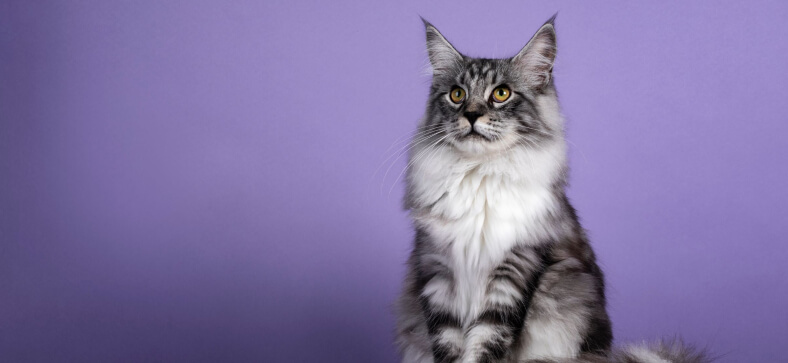 Where can I buy a Maine Coon Cat? 