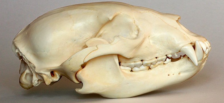 Why You Need a Bear Skull in Your Life?
