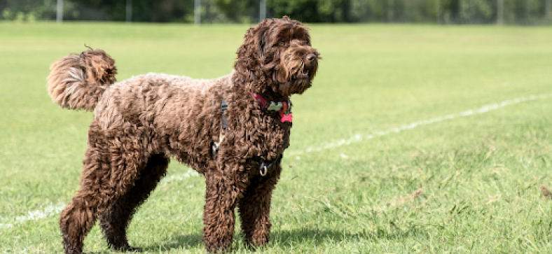 Are Labradoodles Hypoallergenic?