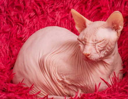 Are Hairless Cats Hypoallergenic