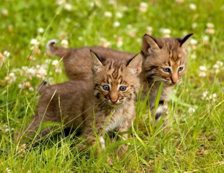 Bobcat-Domestic Cat Hybrid