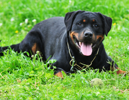 Common Rottweiler Health Issues