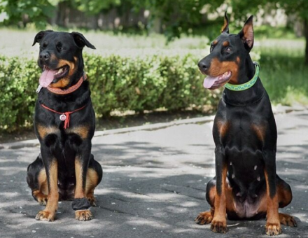 Doberman vs Rottweiler