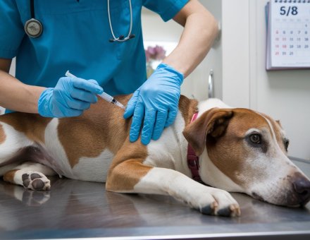 How Often Should Dogs Be Vaccinated 