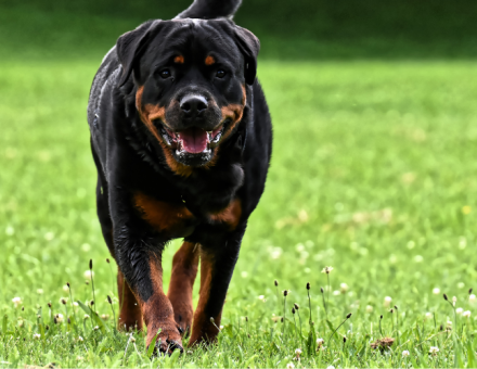 Rottweiler Temperament with Family