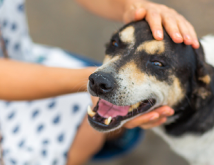 Rescue Pet: Tips for Building Trust and Comfort