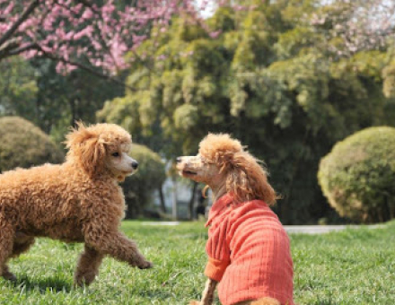 How Do Dogs Learn Their Names?