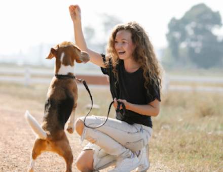 10 Easiest and Effective Tricks to Teach Your Dog Today 