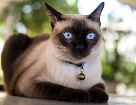 How Long Do Siamese Cats Live?